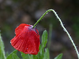 罌粟,濕,雨