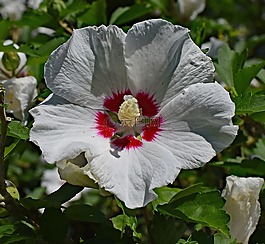 沙仑的玫瑰花,花,开花