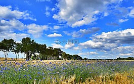 字段,樹木,天空