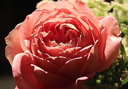 玫瑰,粉紅色,花