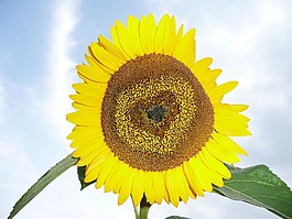 太陽,花,黃色