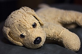 wuffi,貝洛,狗