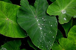 綠色,葉,水