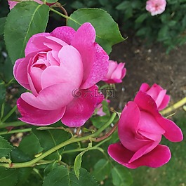 玫瑰,粉紅色,花