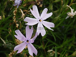花,紫色,盛開