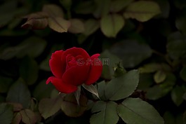 玫瑰,紅色,花