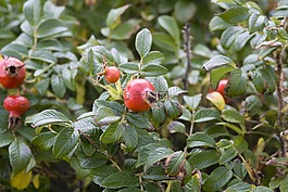 玫瑰果,紅色,夏季