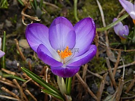 藏紅花,春天,春番紅花