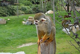 猴子,動(dòng)物園,性質(zhì)