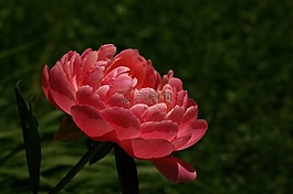 牡丹,開花,春天的花朵