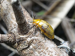瓢蟲,昆蟲,黃色