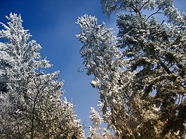 分支機(jī)構(gòu),審美,雪