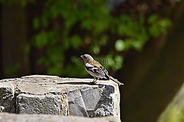 頭燕雀,鳥(niǎo),綠色