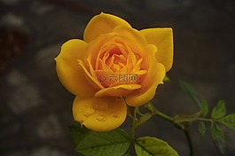 玫瑰,黃色,花