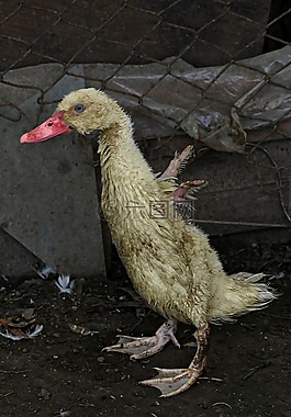 小鴨,鳥類,小
