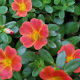 花,黄色,锈