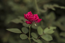 玫瑰,紅色,花