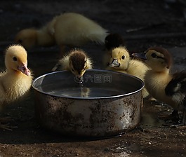 小鴨,蓬松,可愛