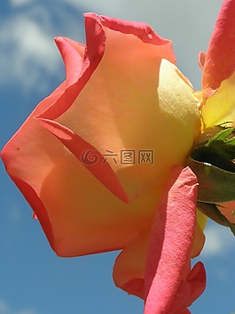 羅莎,天空,花瓣