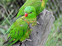 lori žlutoskvrnný,trichoglossus chlorolepidotus,lori