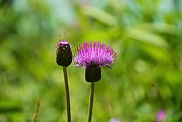 薊,wegdistel,開花