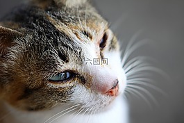 貓,單,可愛