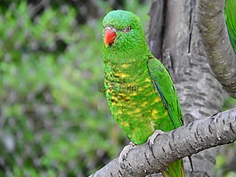 lori žlutoskvrnný,trichoglossus chlorolepidotus,lori