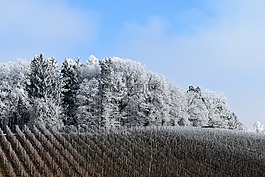 雪,森林,景觀