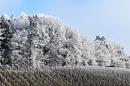雪,森林,景觀