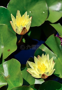 自然,植物,鮮花