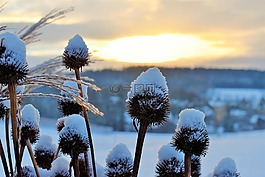 雪,景觀,冬天