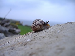 蝸牛,石,攀登
