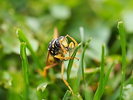 黃蜂,昆蟲,性質(zhì)