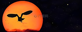 太陽,明星,貓頭鷹