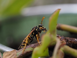 黃蜂,昆蟲,性質