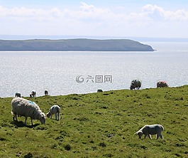 羊,羊肉,海