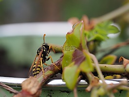 黃蜂,昆蟲,性質(zhì)
