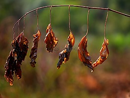 葉子,干,紅色