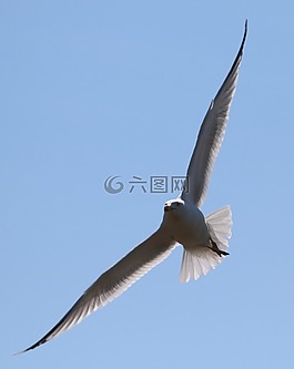 海鷗,飛行,鳥