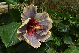 槿,異國情調(diào),花