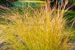 草,背光,halme