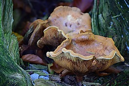 蘑菇,性質,秋季