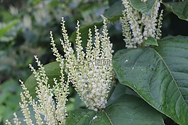 花,自然,植物