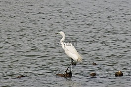 動物,河,蒼鷺
