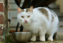 貓,哺乳動(dòng)物,可愛