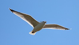 海鸥,飞行,鸟