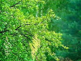 性質(zhì),森林,樹