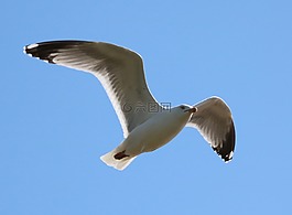 海鷗,飛行,鳥