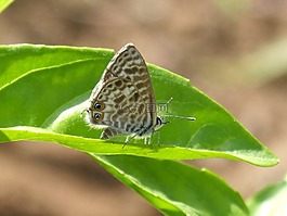 teenindusega boeticus,蝴蝶,葉