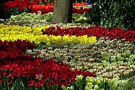 郁金香,花園,開(kāi)花